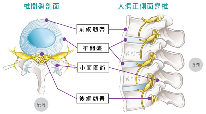 脊椎的構造及椎間盤剖面