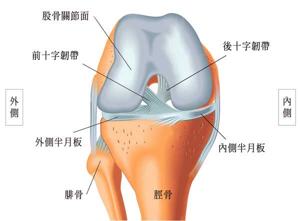 十字韌帶撕裂傷難逃手術 只要沒全斷可藉prp強力修復 菁英診所再生醫療