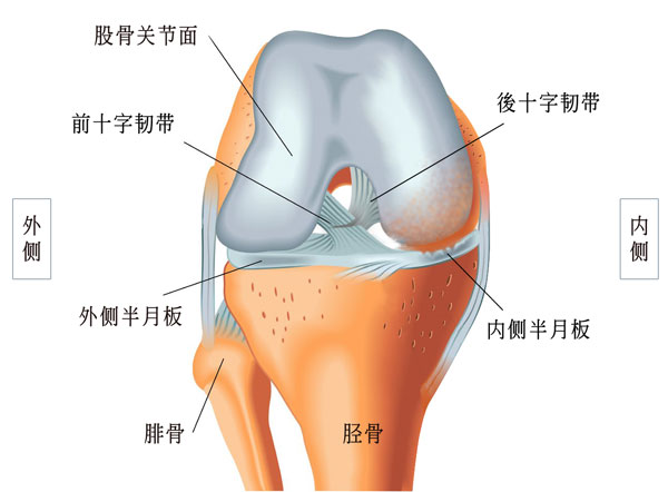 十字韧带,半月板,膝盖退化