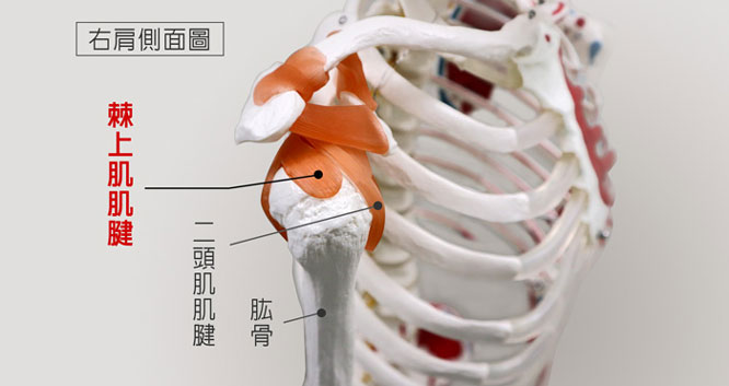 肩旋轉肌袖肌腱結構