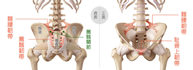 產後長期腰痛 下背痛歸因於韌帶鬆弛 該如何積極強化 再生醫療知識庫 增生療法 Prp注射 專精慢性腰痛 背痛