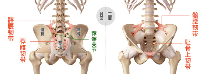 造成产后下背骨盆疼痛的韧带与关节