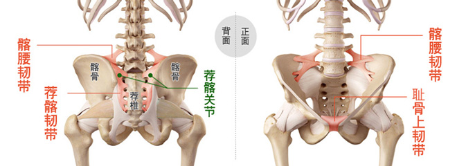 产后骨盆韧带松弛易长期腰痛 下背痛 如何修复强化 再生医疗知识库 菁英诊所 产后骨盆韧带松弛易长期腰痛 下背痛 如何修复强化 再生医疗知识库 菁英诊所