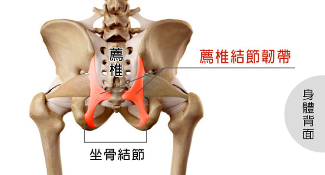 骨盆, 薦椎, 尾椎, 下背痛, 腰痛, 薦椎結節韌帶撕裂傷解剖圖, 增生療法治療韌帶治療背痛, 台北內湖菁英診所