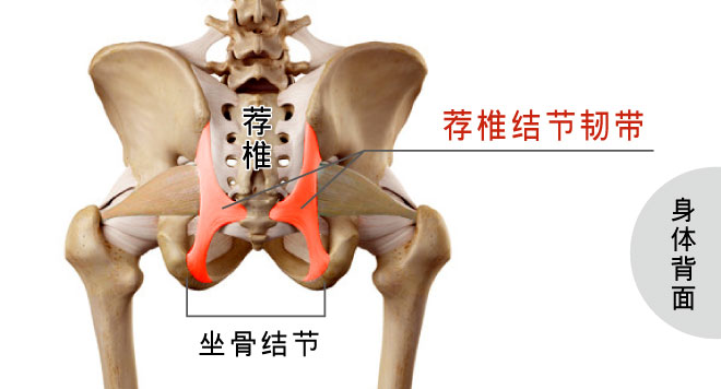 荐椎结节韧带撕裂伤解剖图