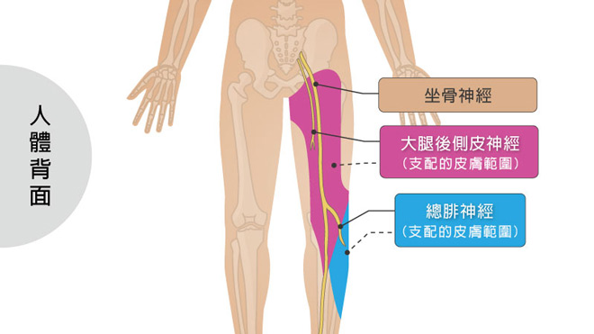 腳痛、腳麻、椎間盤突出、坐骨神經痛、PRP, 台北推薦的增生療法診所, 台北內湖菁英診所