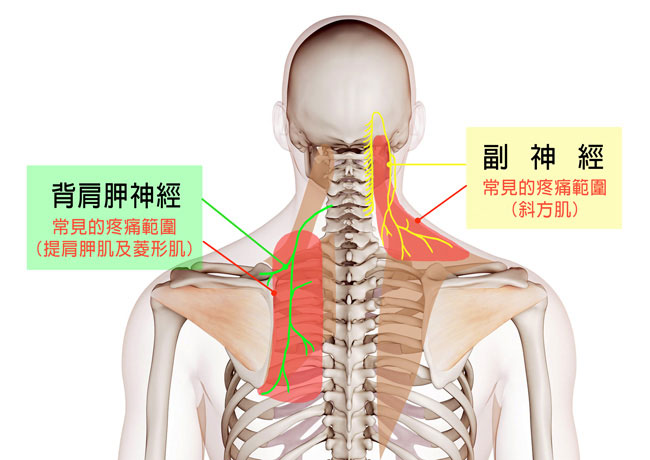 斜方肌下方的副神經、走在肩胛內側的背肩胛神經