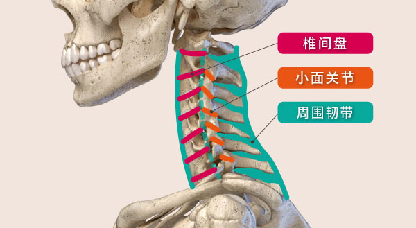 椎间盘、小面关节、及周围韧带，是稳定脊椎的三大助力