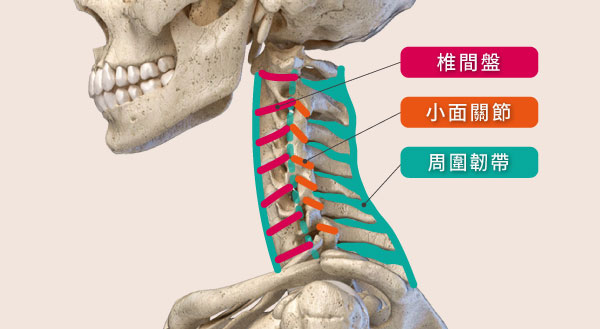 椎間盤、小面關節、及周圍韌帶，是穩定脊椎的三大助力