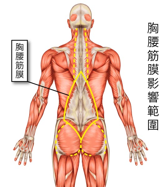 不明背痛且手腳無力 當心胸腰筋膜破損 復健科尤稚凱醫師 菁英診所再生醫療 增生療法 Prp注射解決腰酸背痛