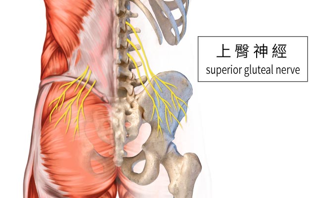 上臀神經炎,屁股痛,下背痛,傳導痛,