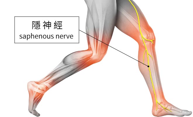 隱神經,膝蓋痛,小腿痛