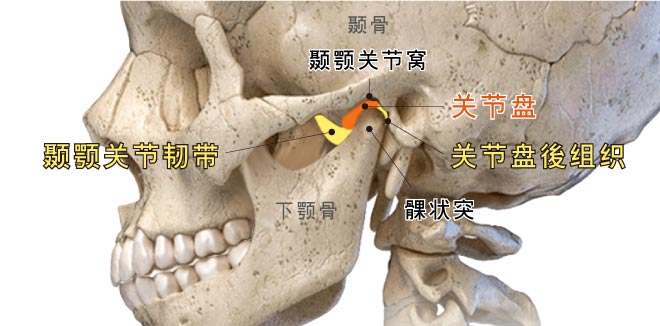 颞颚关节构造