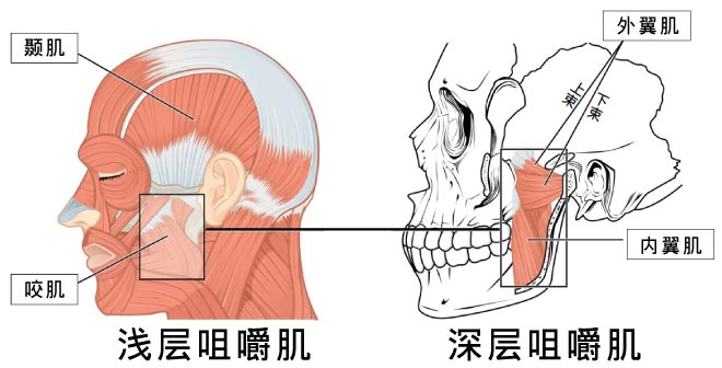 咀嚼相关的肌肉