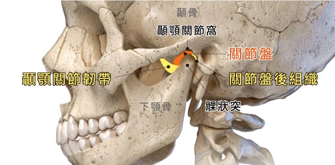 顳顎關節構造