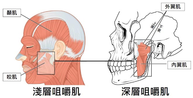 咀嚼相關的肌肉