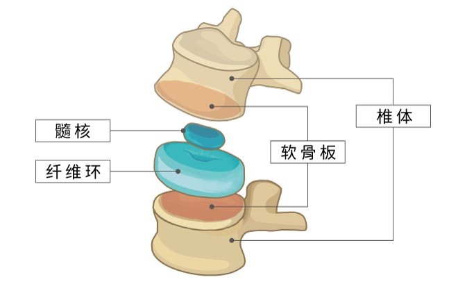 椎间盘构造