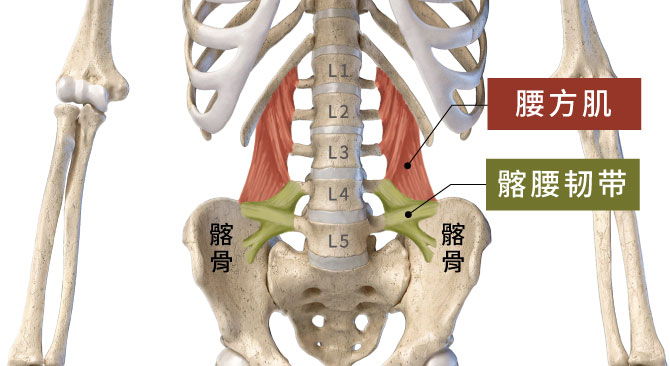 减轻腰方肌负担,等于保护了髂腰韧带