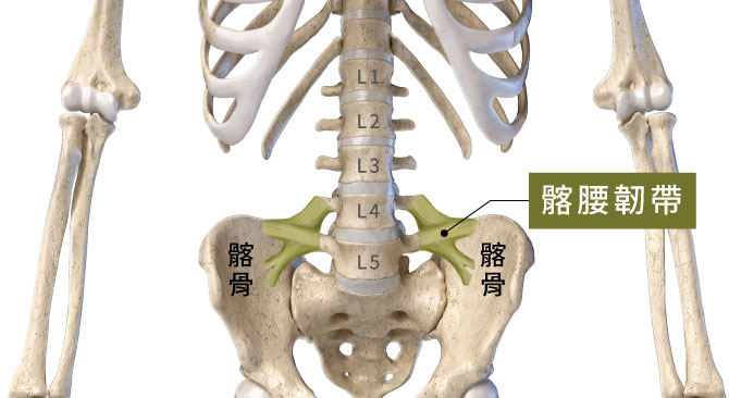 髂腰韌帶連接腰椎與髂骨