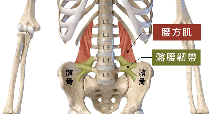 減輕腰方肌負擔,等於保護了髂腰韌帶