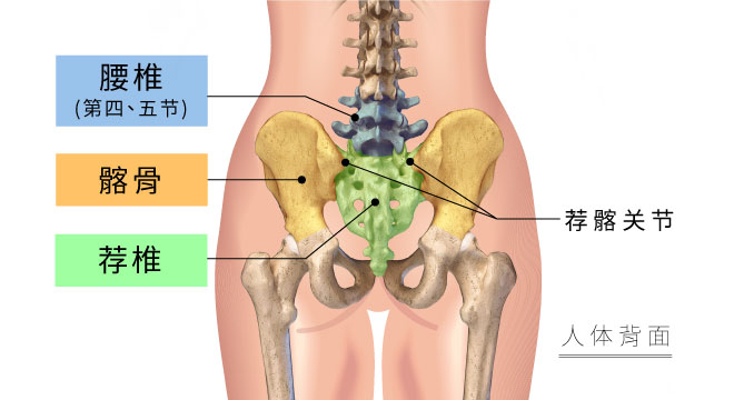 腰荐髂复合体结构图