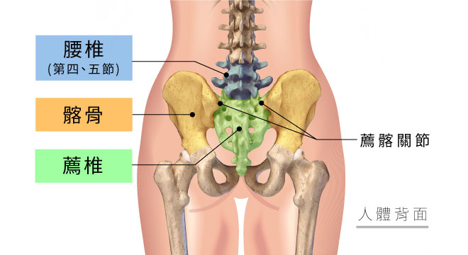 腰薦髂複合體結構圖