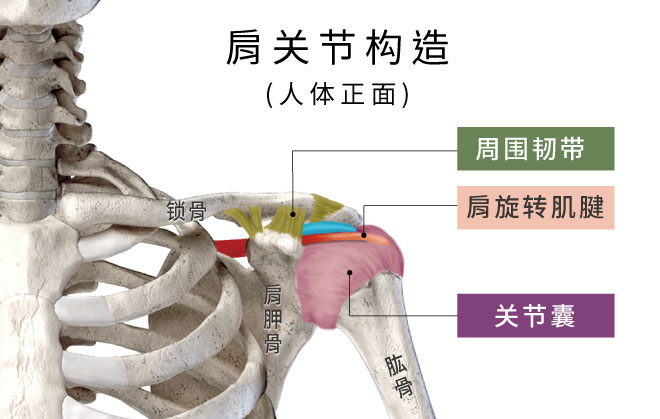 肩关节构造,五十肩发炎及损伤部位