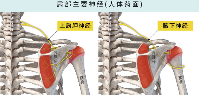 上肩胛神经,腋下神经,支配90%肩关节疼痛感
