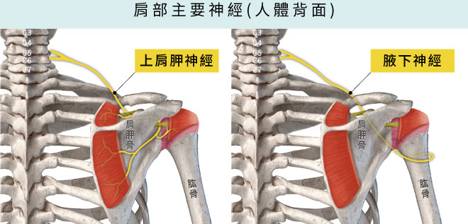 上肩胛神經,腋下神經,支配90%肩關節疼痛感