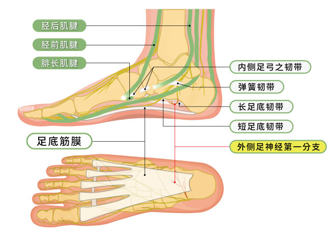 足底筋膜炎,足部肌腱,足部韧带