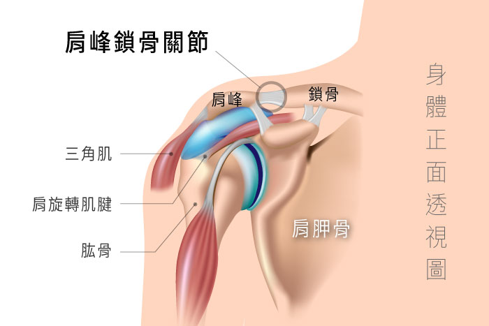 肩峰鎖骨關節,肩旋轉肌腱撕裂傷和五十肩的病根