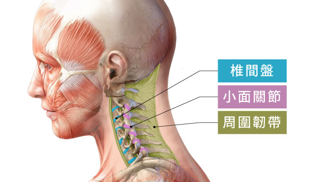 頸椎結構圖