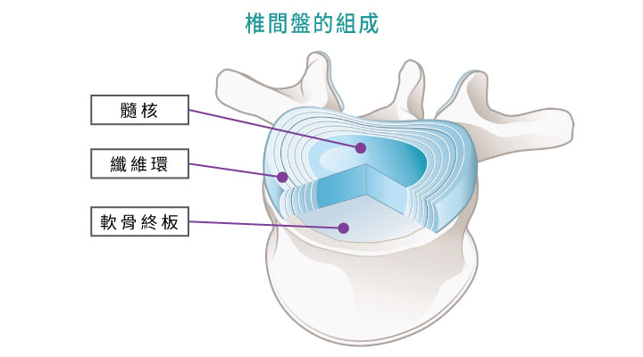 椎間盤的組成