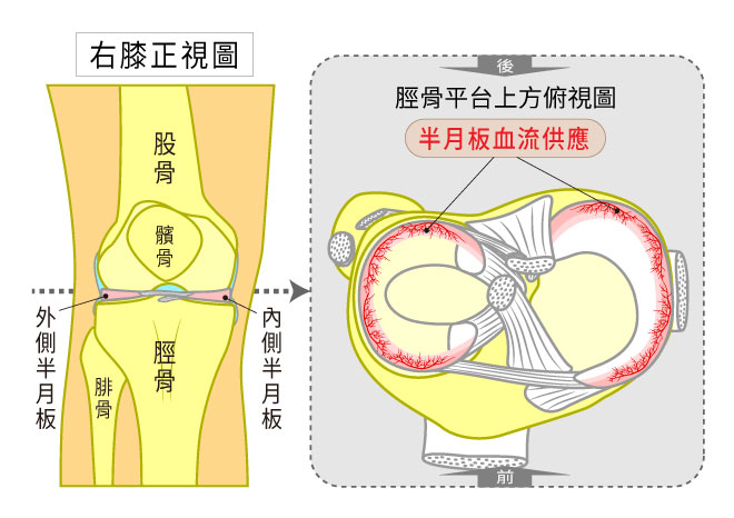 脛骨俯視圖,說明半月板的血流供應情況