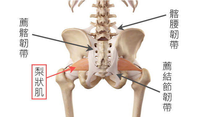 坐骨神經痛、PRP、屁股痛、梨狀肌症候群, 薦髂韌帶, 髂腰韌帶, 薦結節韌帶, 台北內湖菁英診所, 推薦的增生療法診所