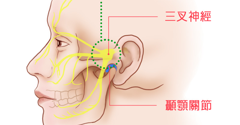 顳顎關節障礙真痛苦 自我緩解及相關治療整理包 復健科尤稚凱醫師 再生醫療知識庫 菁英診所 增生療法 Prp注射治療